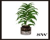 (SW)Wolf Country Plant