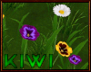 Pansy flowers