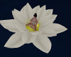 meditate on lotus seat