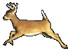 Beautiful Deer