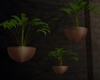 C- Wall Plants