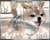 Rus Bliss Shiba Puppy 3