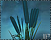 Water Plant Cattail