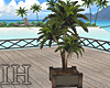 [IH] Beach Plant V2