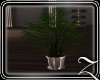 ~Z~Wanna Potted Plant