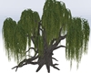 Weeping Willow V2, NP