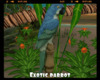 *Exotic parrot