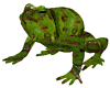 Green Pond Frog