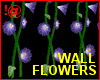!@ Wall Flowres