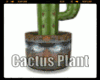 *Cactus Plant