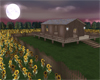 Sunflower home night