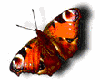 OrangeButterfly Animated