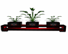 Plante Wolf