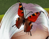 Head Butterfly