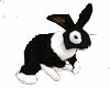 Rabbit black and white