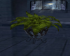 DM Potted Fern