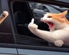 fanny cat