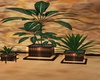 ( c ) plants set coffe