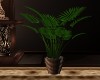 LC- Beauty Plant V2