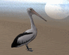 Pelicano - Pellican