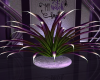 Witchy Pot Plant