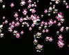 HELLO KITTY PARTICLES