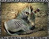 Zebra Laying