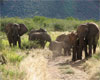Safari Elephant Picture