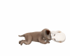 Animated Milano Puppies