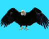 eagel