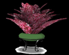 Pink Flower Plant