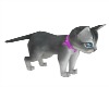 LWR}Pet Shop Kitten