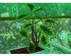 Green Plant 4 Planterr