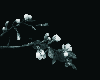 Cherry Blossoms Anim *s*