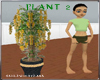 indoor plant 2
