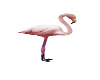 (SS)flamingo
