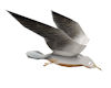 JN Animated Seagulls