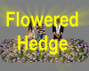 Hedge~ Flowered