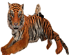 tiger/pose