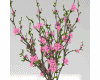 Indoor Sakura Plants