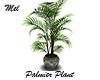 Palmier Plant