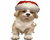 **Ster Chirstmas Puppy