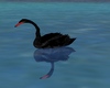 C* black swan /animated