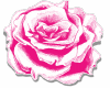 6v3| Pink Rose