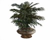 Garden Plant