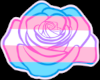 Trans Flag Rose