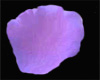 [SB]Purple Petals