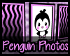 {EL} Penguin Photos
