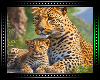 🐆 Leopard Mom&Cub BG