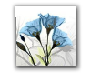Blue Flower 2 of 3